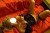 Escort Yeliz - Image 7